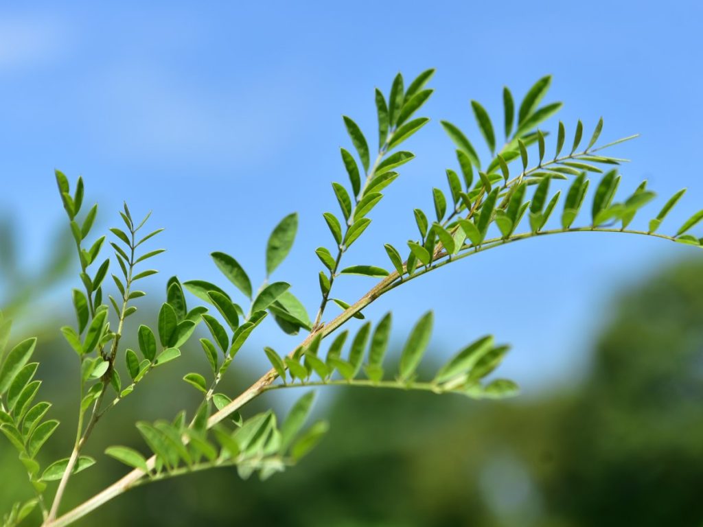El jiquilite es la planta de la que se obtiene el añil natural.
