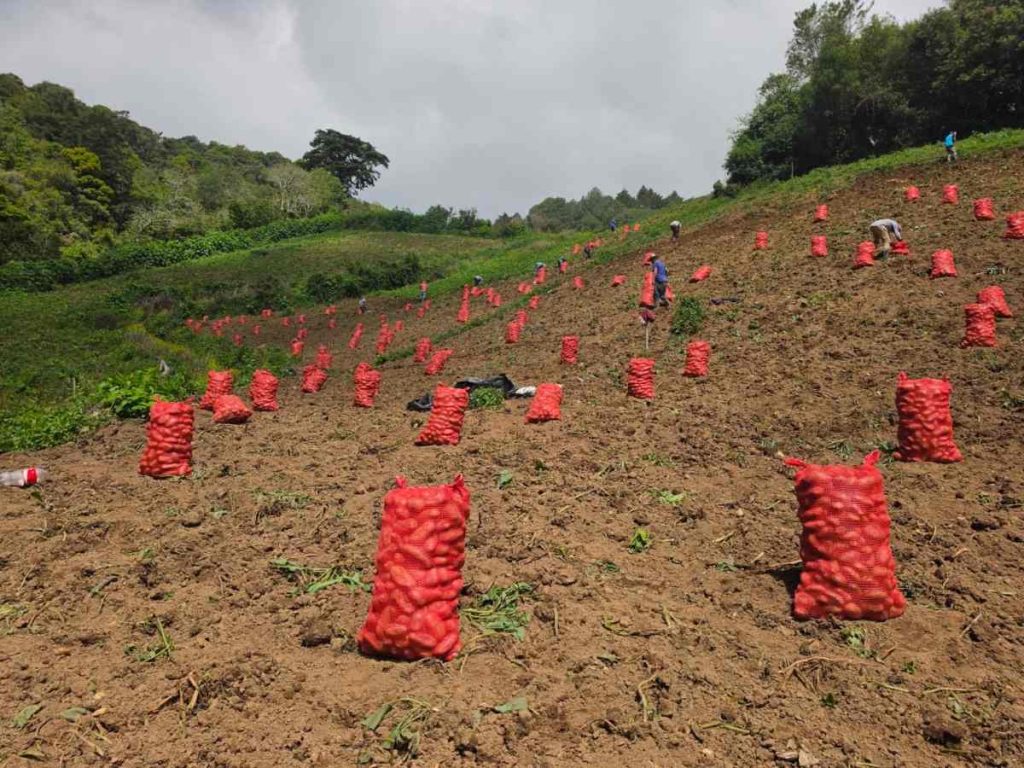 Productores mantienen la cosecha de papa nacional, mientras se aplica un precio temporal de referencia por quintal.