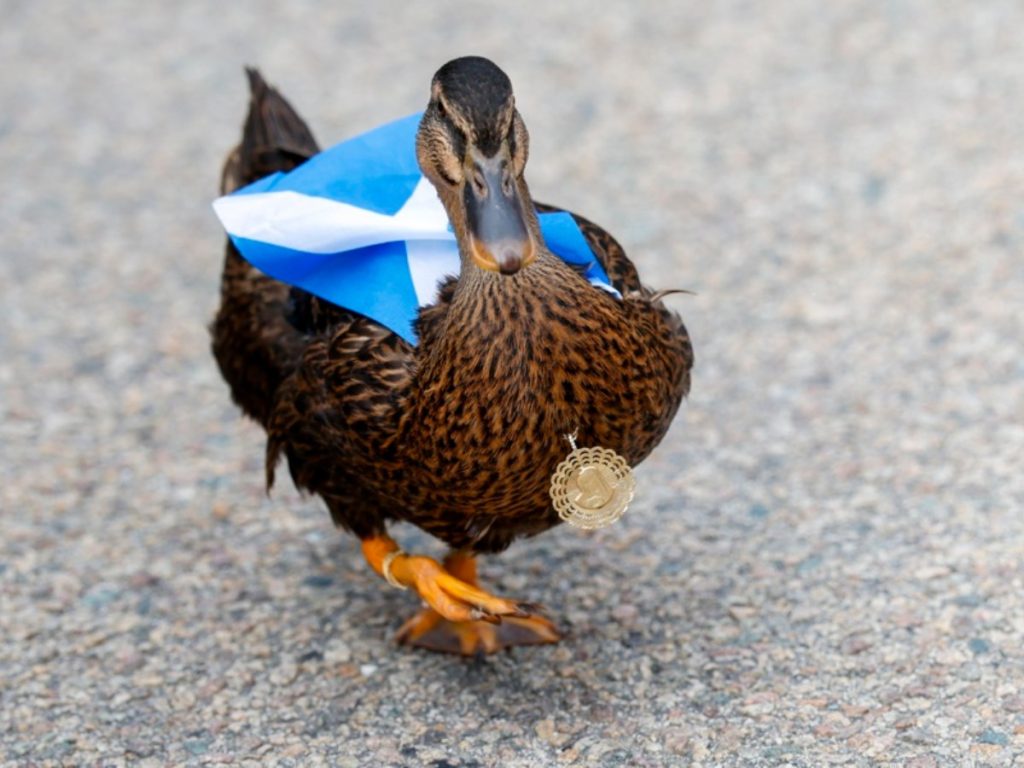 Dawn, un pato vestido con una bandera de Escocia, acompaña a los aficionados de la Tartan Army durante una marcha en Providence previo al duelo mundialista contra Marruecos. Foto: EFE