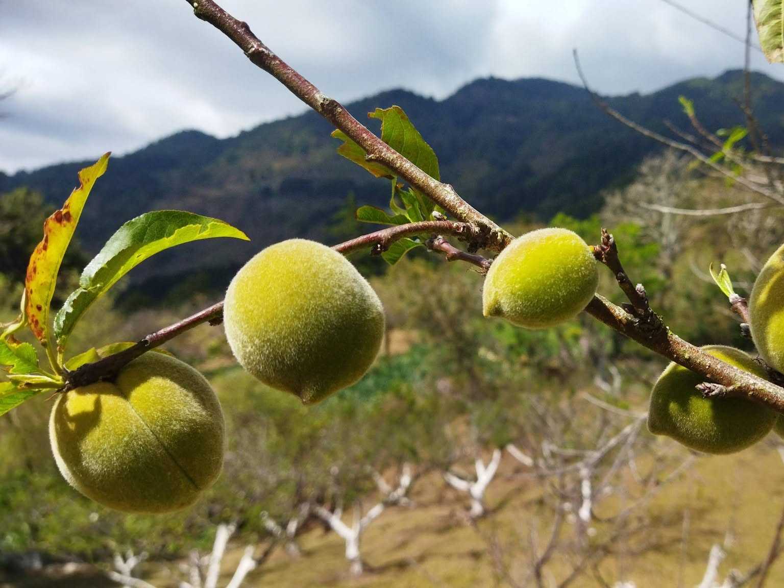 Visitantes disfrutan recorridos por fincas y cosecha de melocotones en Río Chiquito.