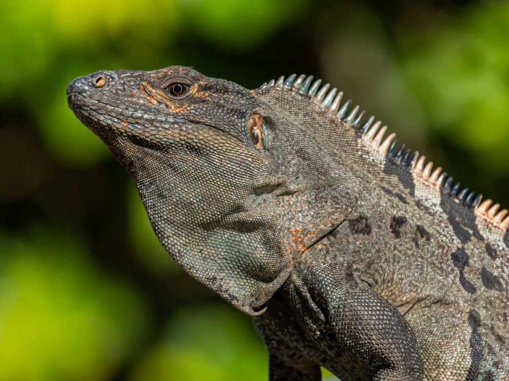 El garrobo es uno de los platillos exóticos más conocidos en algunas zonas del oriente salvadoreño. Foto