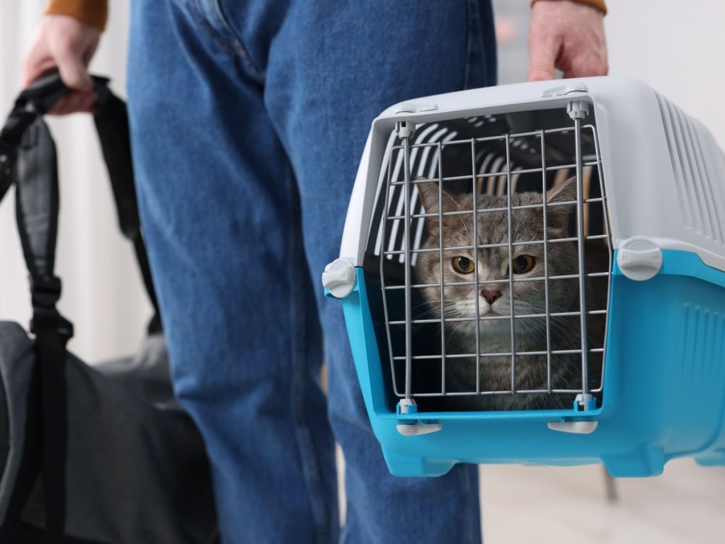Antes de viajar con tu mascota, verificá los permisos del MAG, certificados sanitarios y requisitos del país de destino.