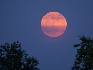 luna de fresa