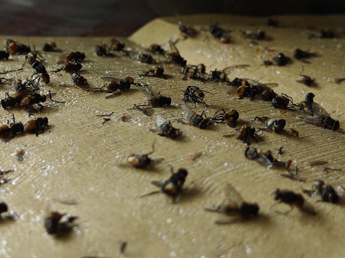 ¿Muchas moscas en casa? Hace estos trucos caseros para espantarlas