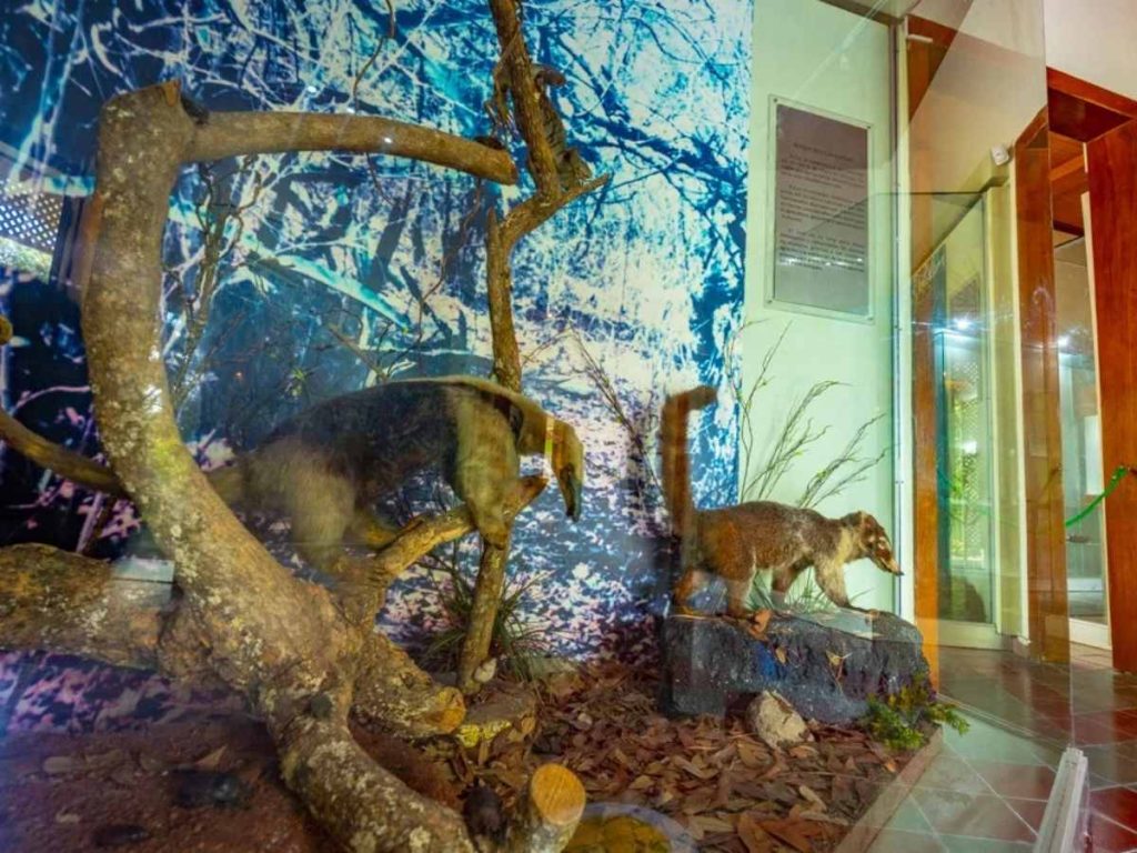 Fósiles y biodiversidad convierten al MUHNES en una parada imperdible.