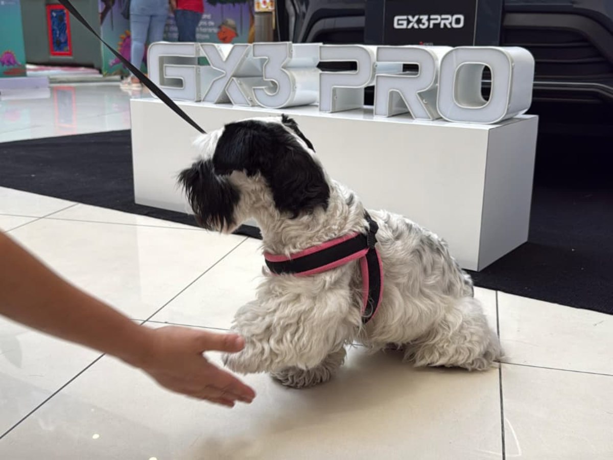 Bella, el perro de la Feria de Universidades. Foto elsalvador.com