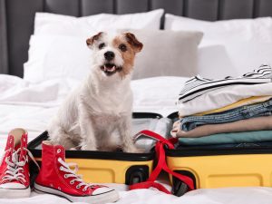 perro-viajar