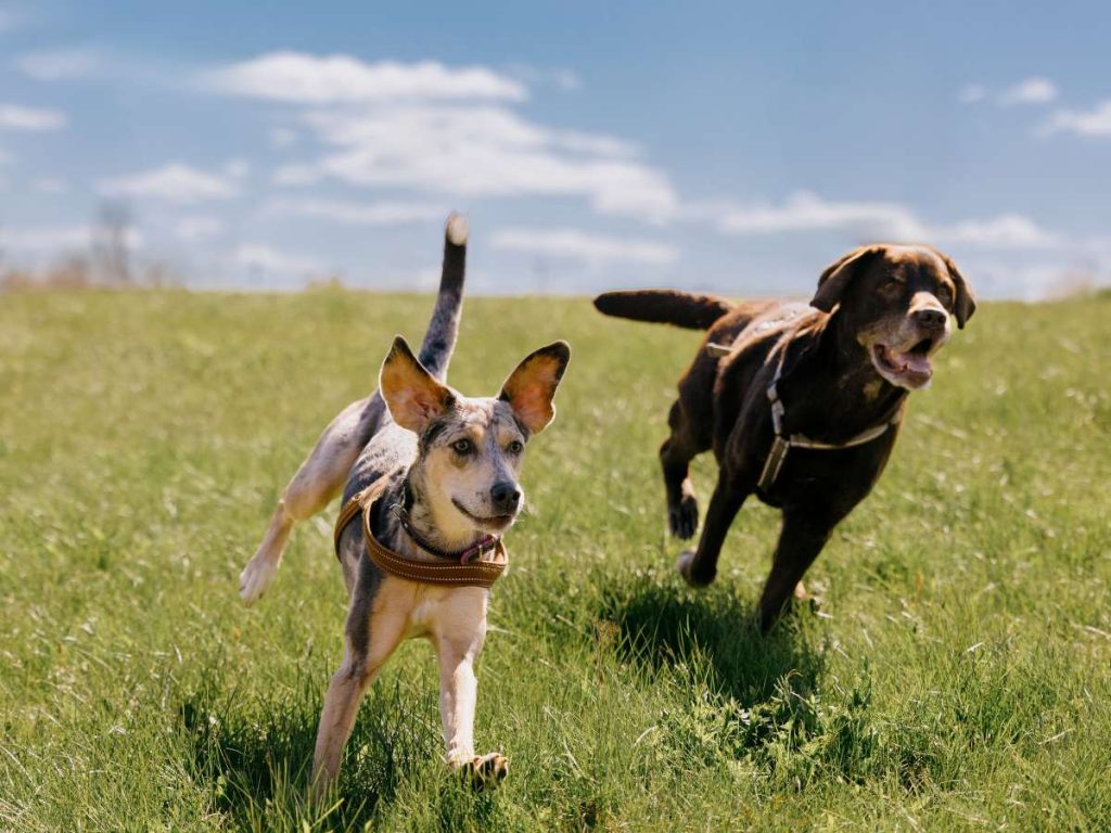 Perros y gatos necesitan dietas distintas; cada especie requiere nutrientes específicos para cuidar su salud.