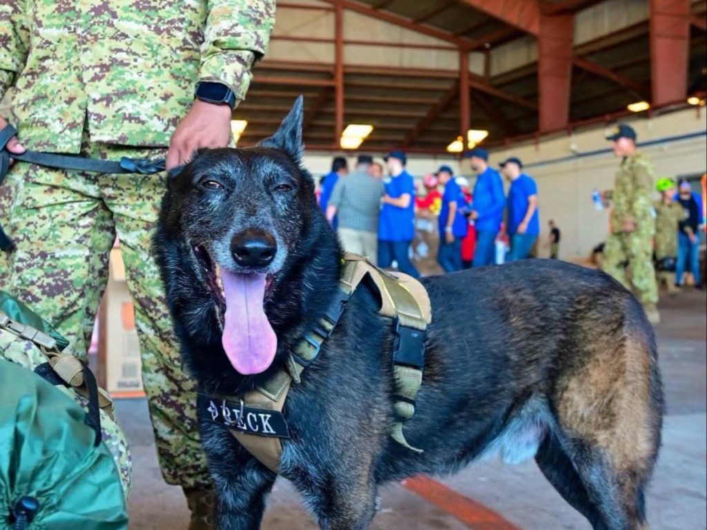 Binomios caninos de El Salvador especializados en estructuras colapsadas se suman a las tareas de búsqueda y rescate tras los terremotos registrados en Venezuela. Fotografía/ Cortesía
