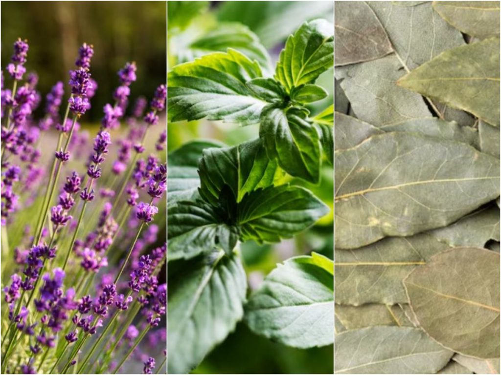 Plantas como la albahaca o aromas como la menta pueden ayudar a espantar moscas de forma casera. Foto cortesía