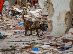 Rambo, el perro de búsqueda y rescate del grupo USAR El Salvador, participa en las labores para localizar sobrevivientes entre los escombros tras los terremotos en Venezuela.