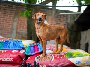 Orgullo Mestizo alberga actualmente a 345 perros rescatados bajo su cuidado.