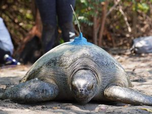 Tortuga marina con dispositivo satelital instalado para monitorear sus rutas y comportamiento en la costa salvadoreña.