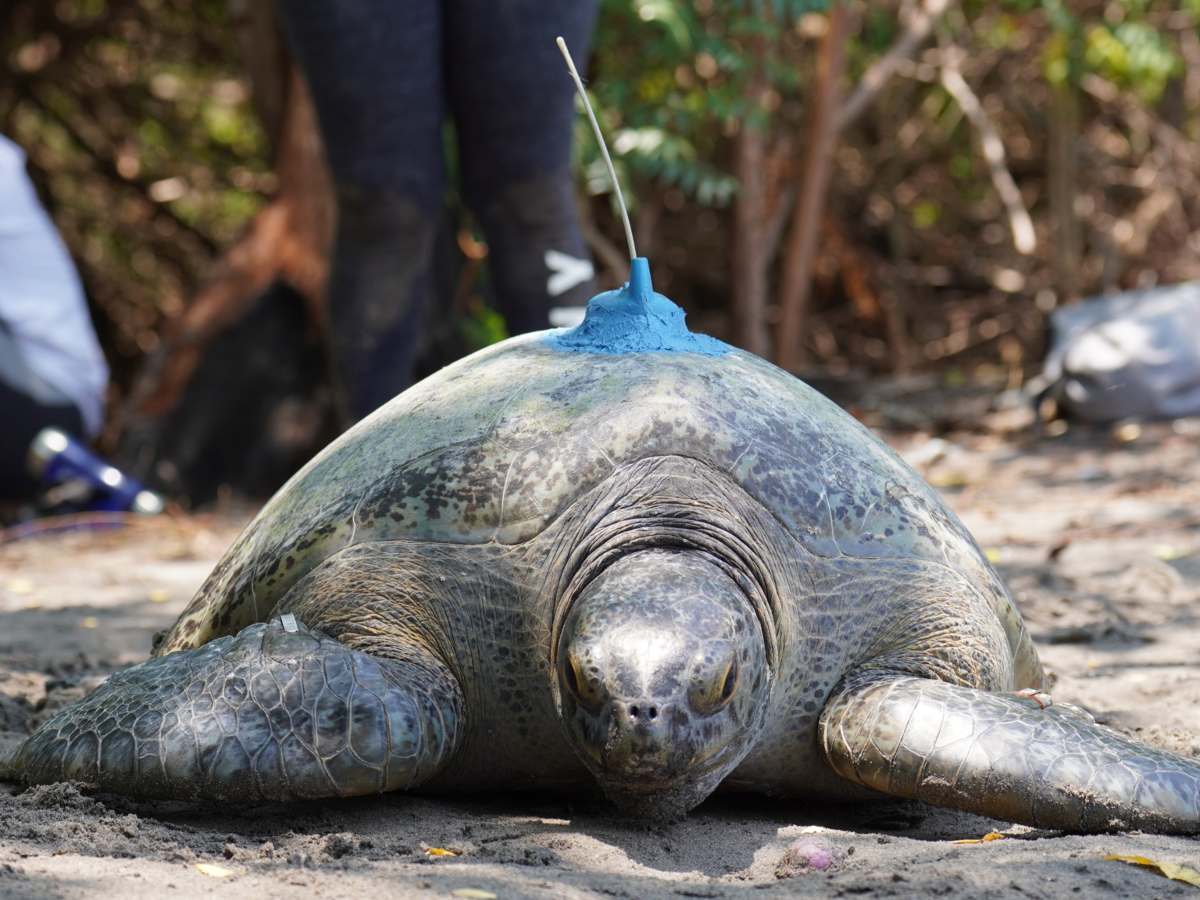 Tortuga marina con dispositivo satelital instalado para monitorear sus rutas y comportamiento en la costa salvadoreña.