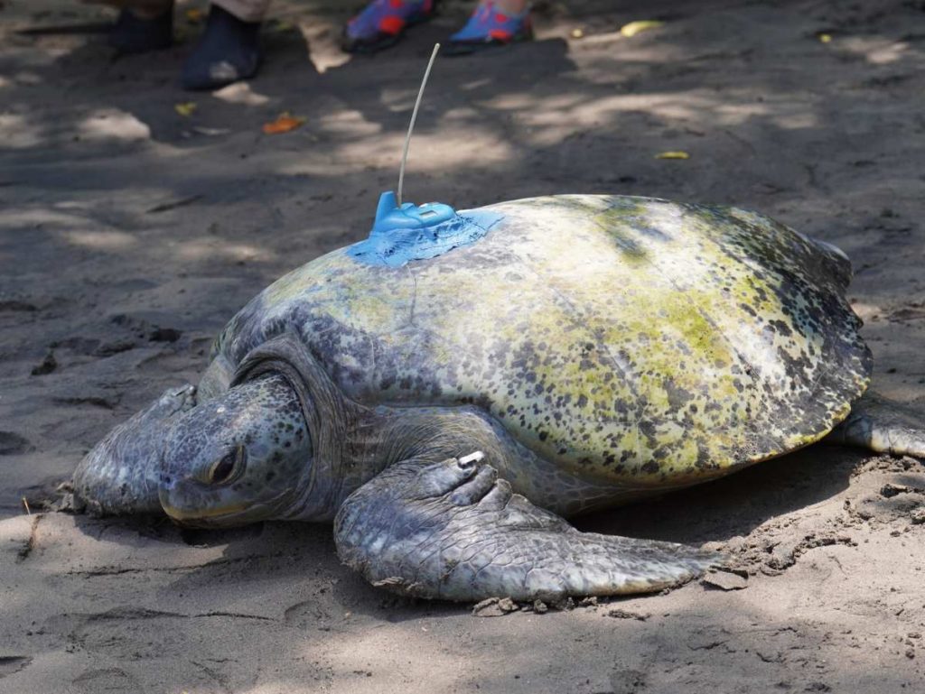 En la costa salvadoreña, tortugas marinas serán monitoreadas con dispositivos satelitales para conocer sus rutas, zonas de alimentación y comportamiento en el océano.