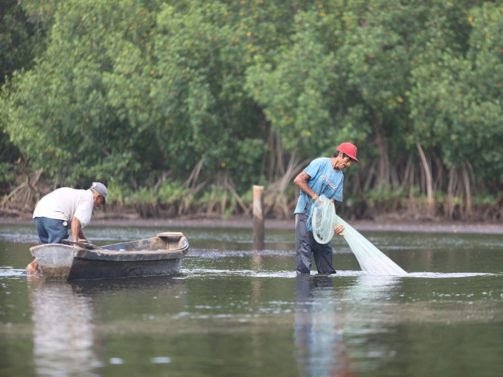 El trabajo para restaurar una zona manglar de El Salvador es liderada por un grupo de mujeres de la comunidad costera Barra de Santiago (occidente), quienes reconocen la importancia de proteger este ecosistema, hogar de diversas especies de animales y plantas y fuente económica para las familias del lugar. EFE