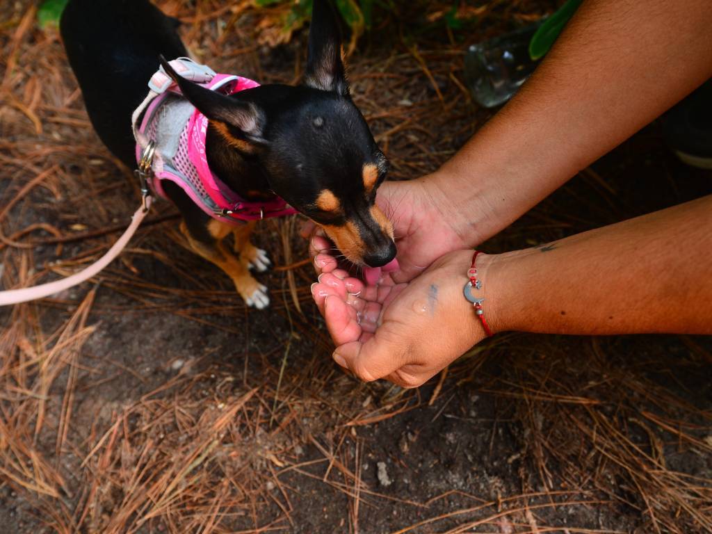 Una perrita de dos años se hidrata durante la subida al cerro.