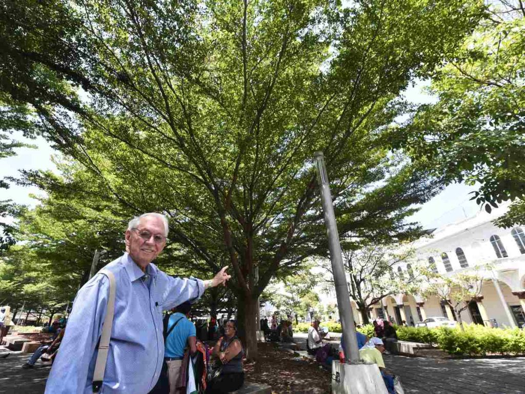 Don Alberto señala una Terminalia ivorensis en la plaza Libertad, donde estos árboles ya son parte del paisaje urbano. /Foto Miguel Lemus