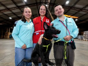 Balto Bernabé-perrito-cachorro-cruz-roja