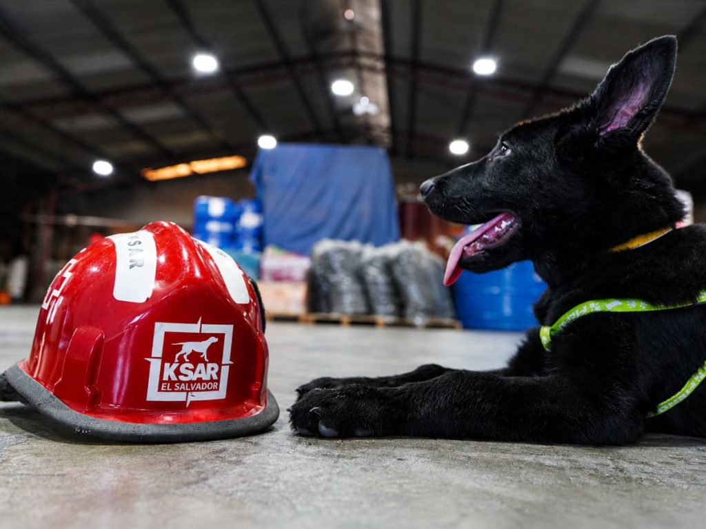 Can-perrito-cruz-roja