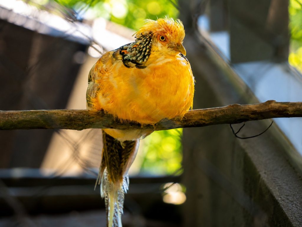 Fauna-ave-faisán dorado amarillo
