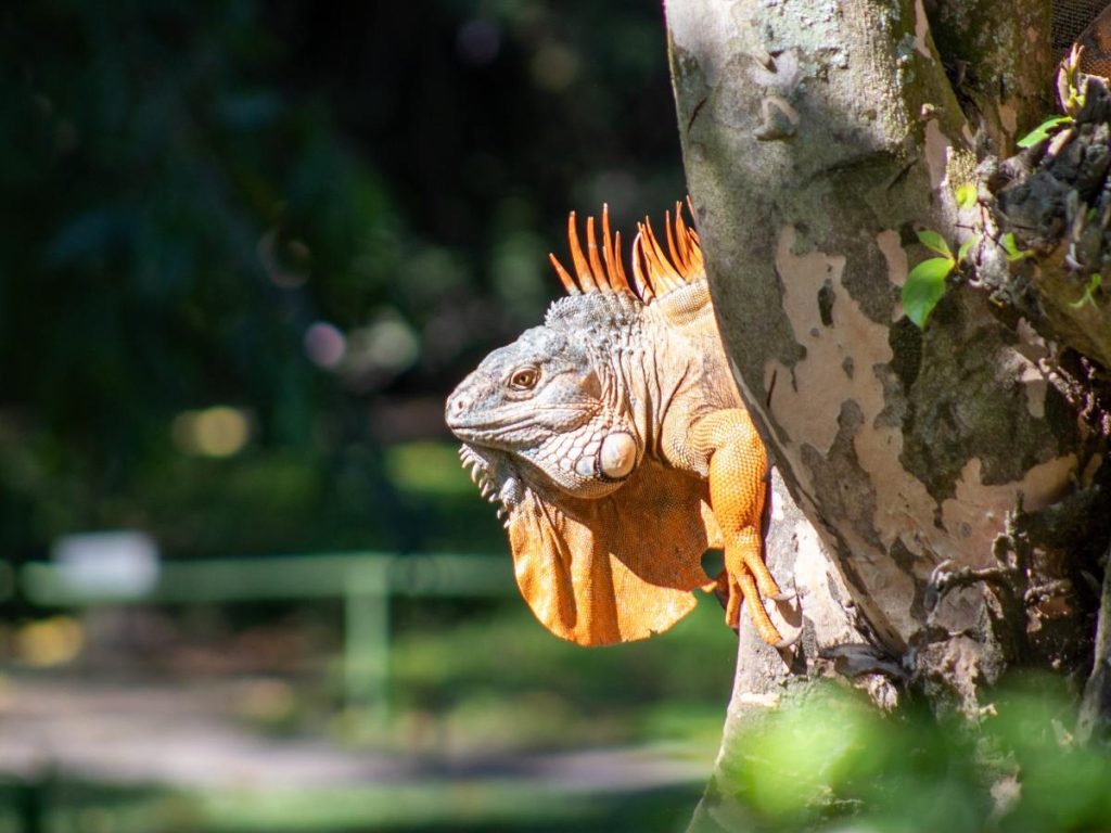 Una iguana forma parte de la fauna que encuentra refugio entre las colecciones vivas del Jardín Botánico La Laguna.