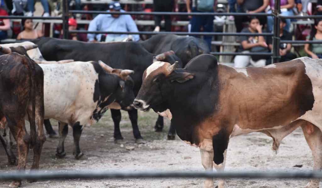 Toros en el ruedo esperando el turno de los competidores.