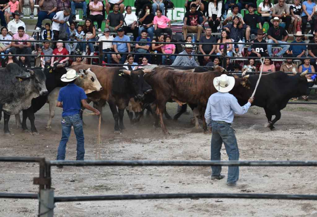 Vaqueros alistan toros en el jaripeo, tradición de origen campero.