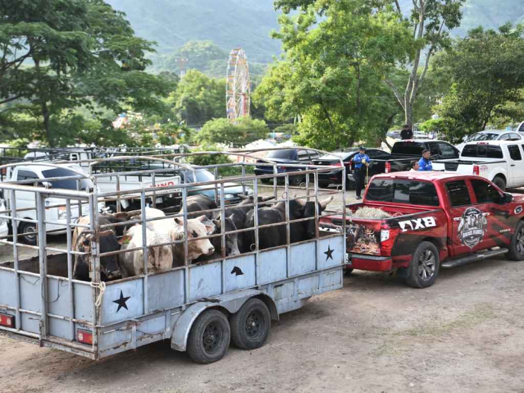Transporte de toros en jaula por camioneta roja en jaripeo.