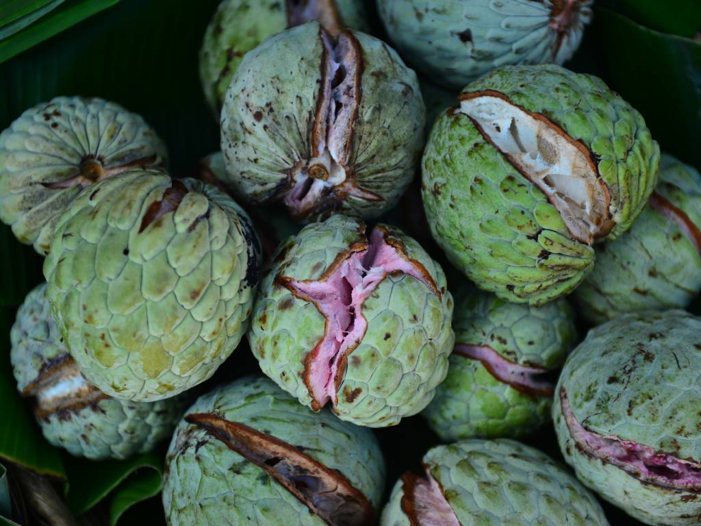 Anona fresca de julio y agosto, encuéntrala de $1 a $3.