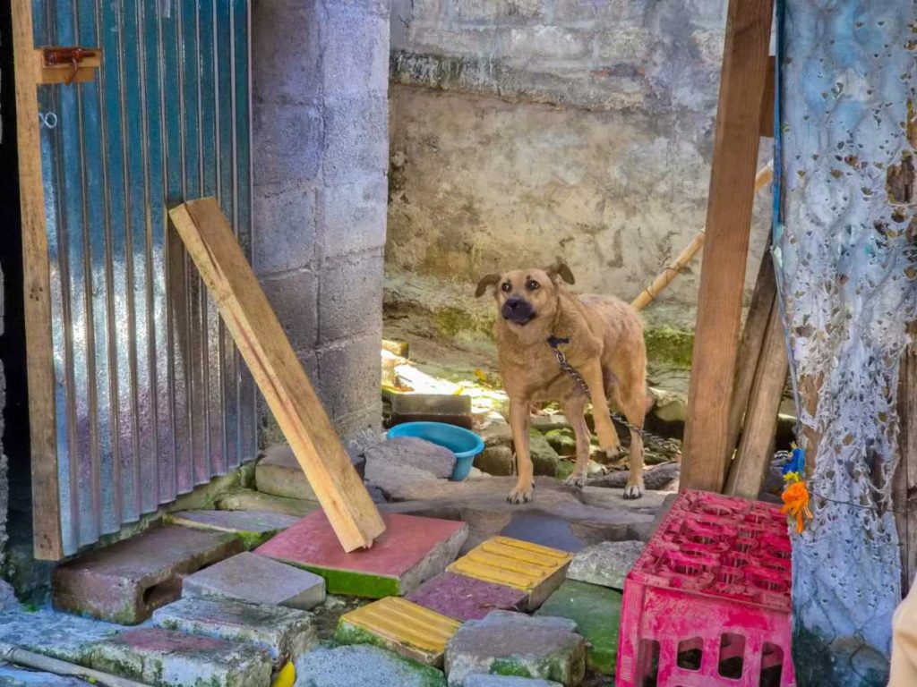 Maltrato animal, San Salvador Centro, bienestar animal, protección animal, multas municipales