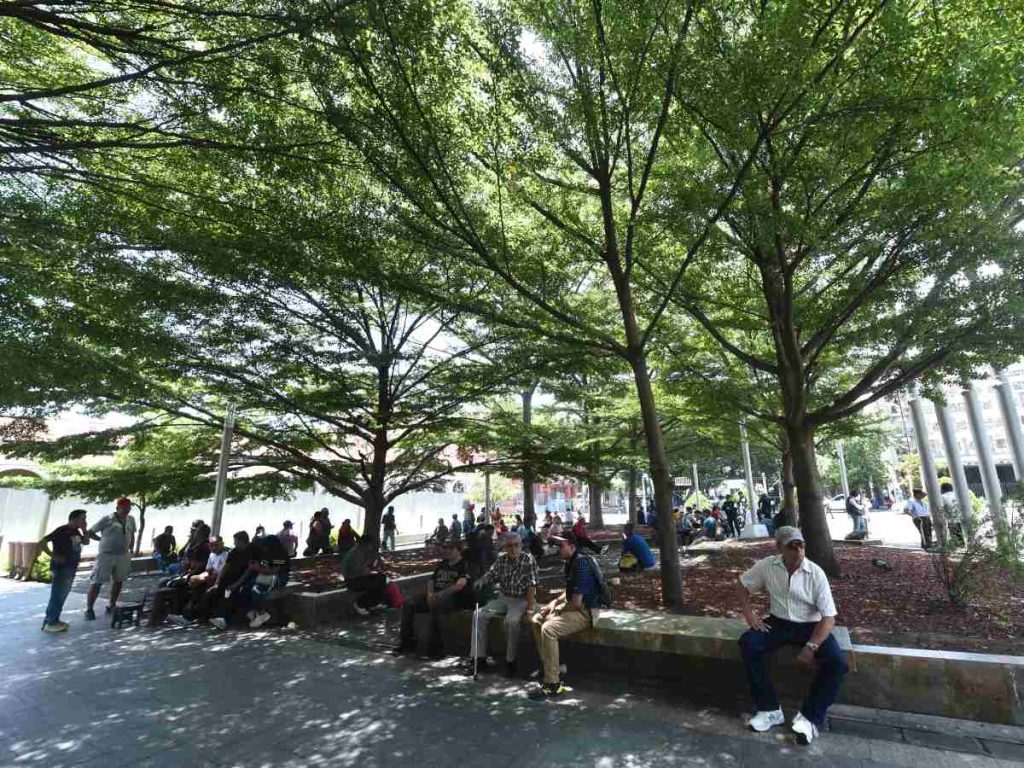 Las Terminalia ivorensis ofrecen sombra y frescura a quienes descansan en la plaza Libertad, en el Centro Histórico.