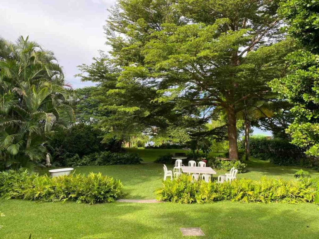 Esta Terminalia ivorensis tiene más de 20 años y crece en un amplio jardín cerca del Lago de Coatepeque.