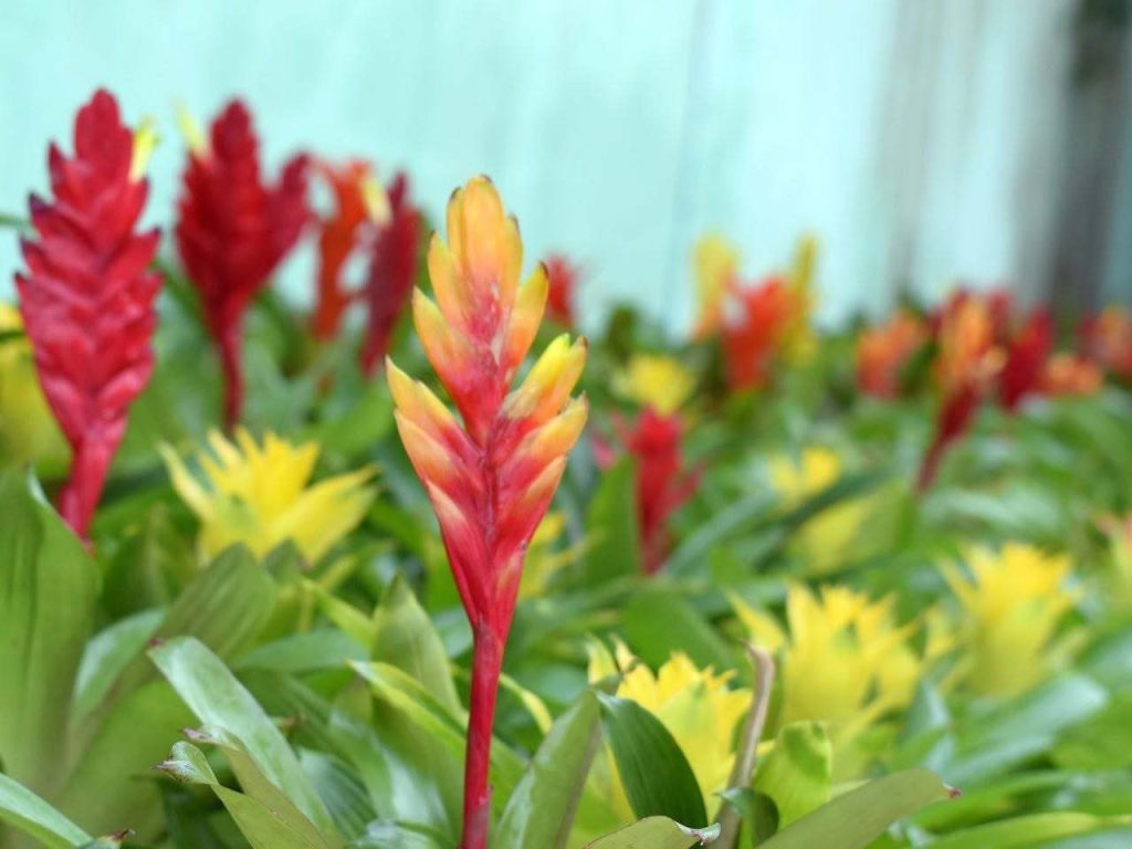 bromelias figuran entre las plantas que requieren mayores niveles de humedad.
