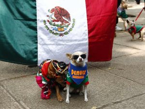 Dueños de perros chihuahua se reunieron frente a la Embajada Británica y vistieron a sus mascotas con playeras de la Selección Mexicana.