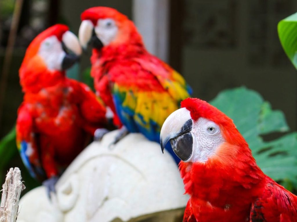 Macaw Mountain permite conocer de cerca a la guacamaya roja y otras aves protegidas en un entorno rodeado de naturaleza.