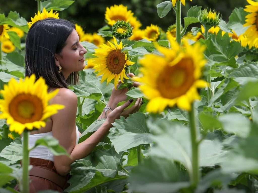 El Paseo de los Girasoles ofrece un escenario colorido para caminar, tomar fotografías y disfrutar una tarde tranquila en Copán Ruinas.