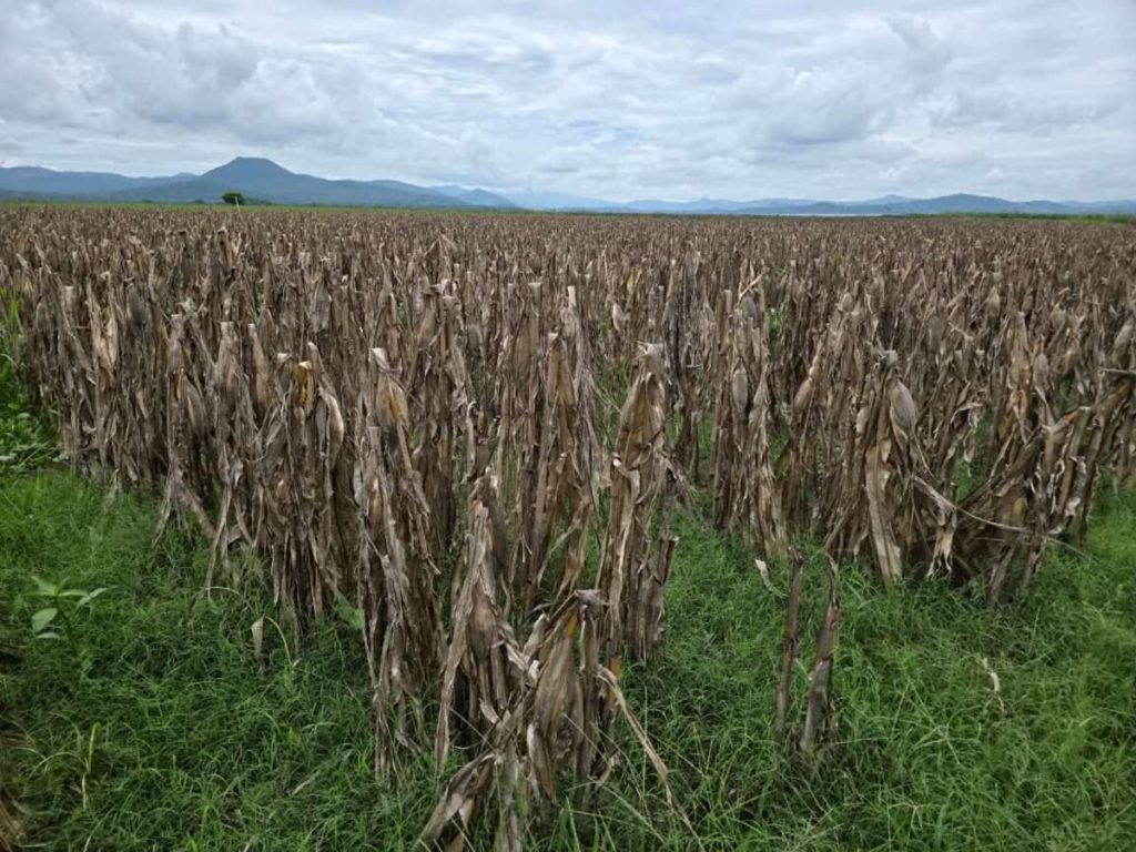 El viceministro de Agricultura y Ganadería, Óscar Domínguez, informó avances del Programa de Aumento a la Producción, que inició con hortalizas y ahora incluye granos básicos.