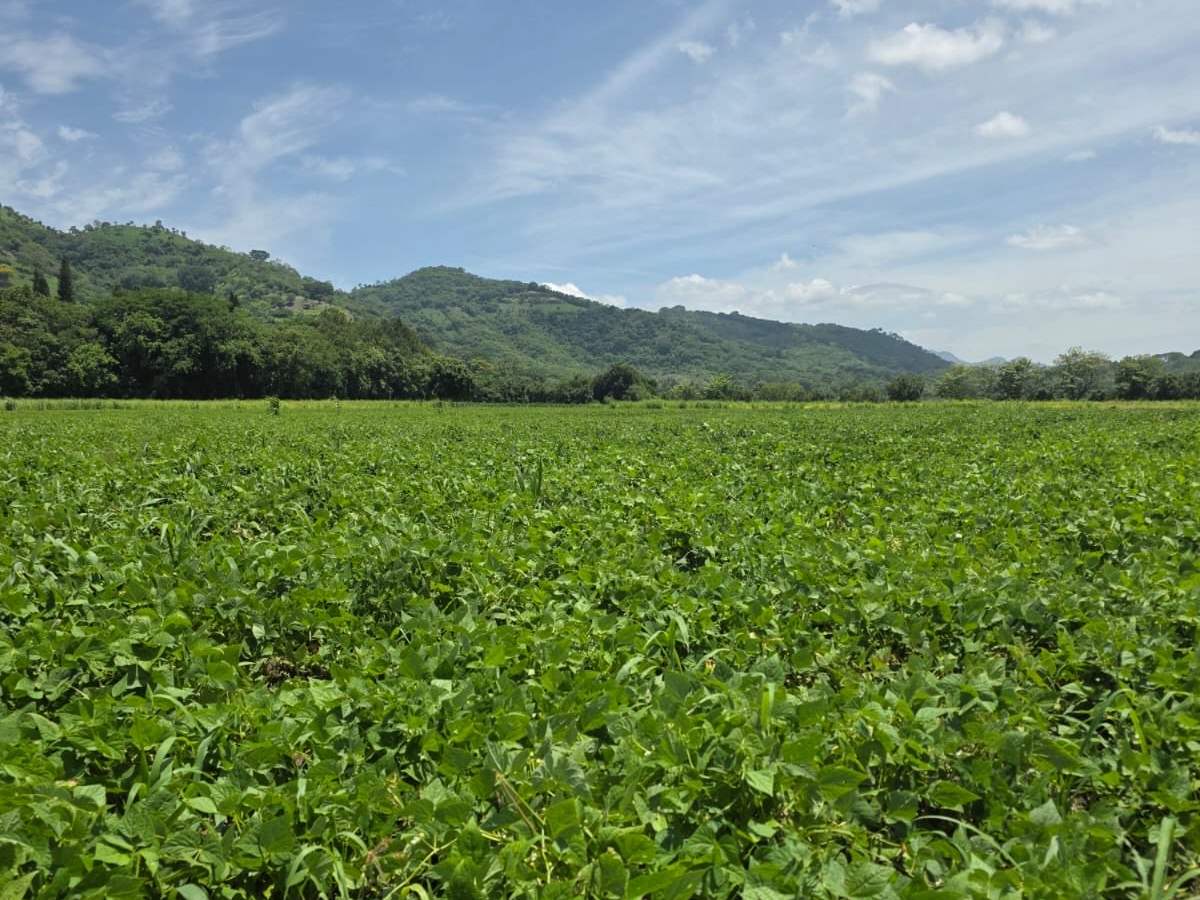 MAG reporta cosechas de alto rendimiento en maíz y frijol
