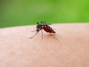 El Salvador suma segunda muerte por dengue en 2026