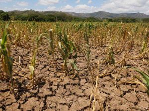 el-nino-riesgo-agro-salvador01