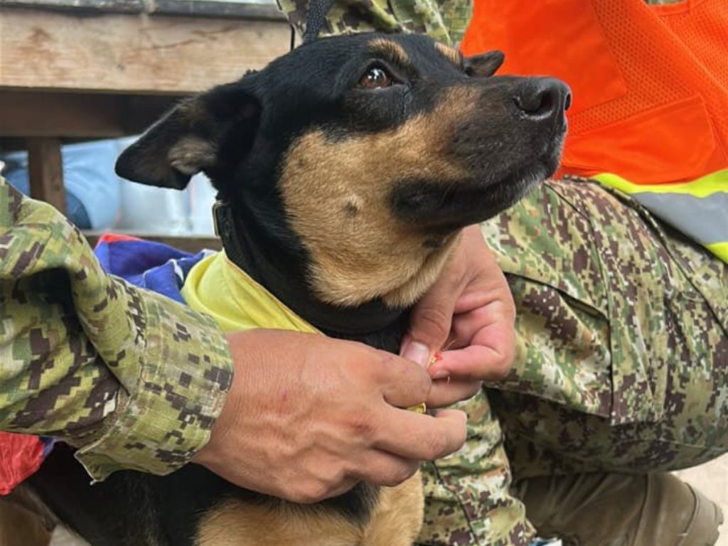 El rescate de Fénix ocurrió durante las labores de búsqueda que realizan los equipos salvadoreños en las zonas afectadas por los terremotos en Venezuela. Fotografía/ Cortesía