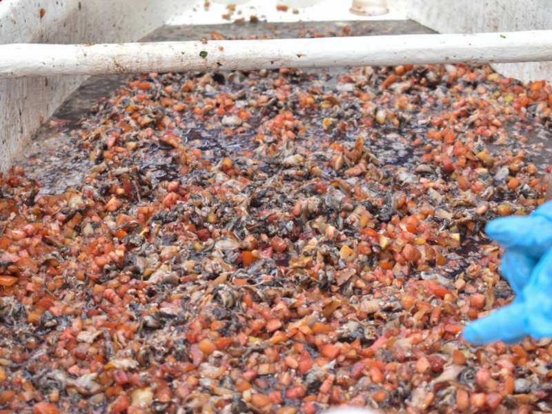 Cada año, el Festival del Curil atrae a cientos de turistas que llegan a Puerto El Triunfo para degustar los sabores de la Bahía de Jiquilisco.