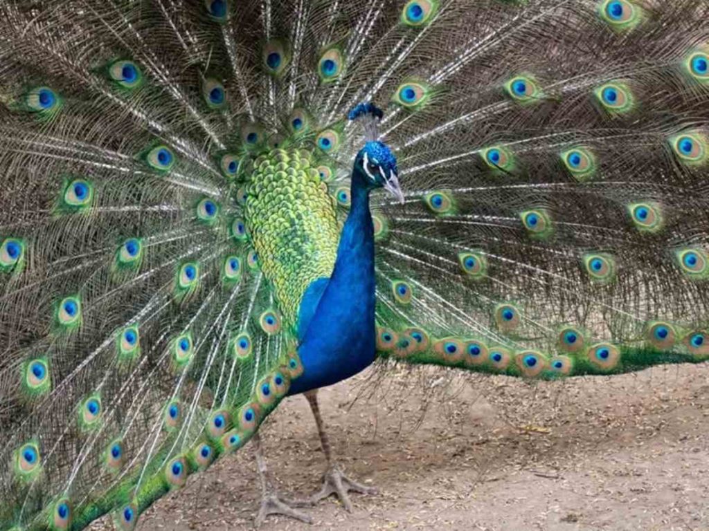 FURESA alberga más de 100 ejemplares de 31 especies protegidas.