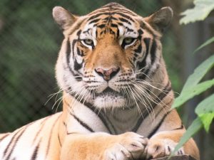 Cada visita contribuye al cuidado y alimentación de los animales.