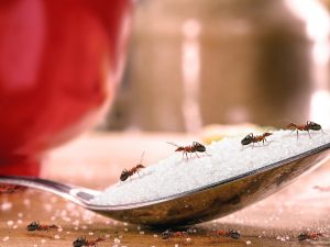 Las hormigas suelen aparecer cuando encuentran comida expuesta, migas, azúcar o humedad disponible en casa.