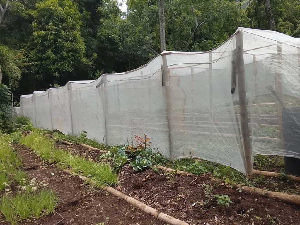 La infraestructura busca proteger los cultivos del exceso de lluvia, viento y cambios de temperatura, además de reducir plagas y mejorar la calidad de las hortalizas.