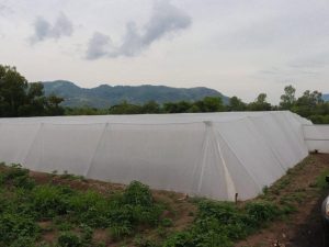 Huertos comunitarios de Coatepeque avanzan con nuevo invernadero