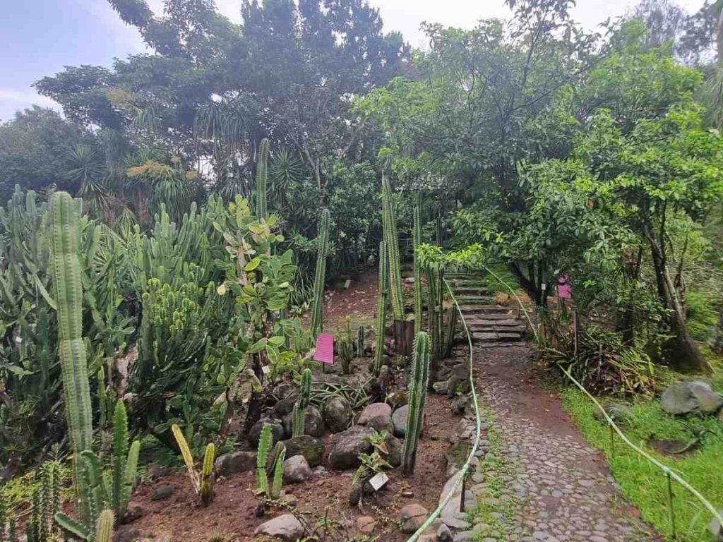 Los senderos del Jardín Botánico La Laguna invitan a recorrer sus colecciones y descubrir la diversidad vegetal en un entorno natural.