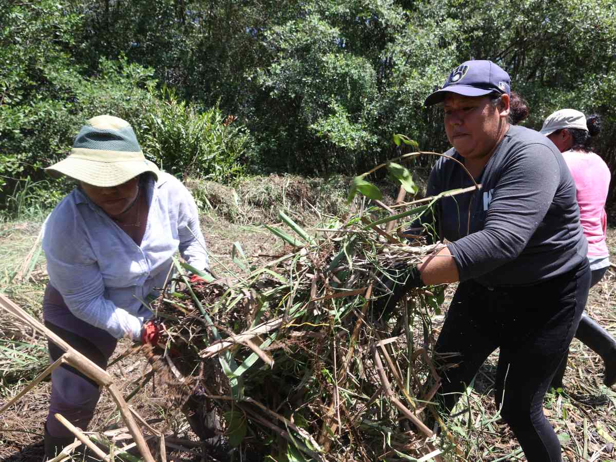 Fotografía del 22 de julio de 2026 que muestra a un grupo de mujeres trabajando en la restauración de un manglar en Ahuachapán (El Salvador).